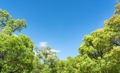 新緑・青空