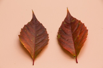 Colorful autumn leaf on pink background