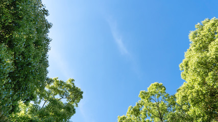 新緑・青空