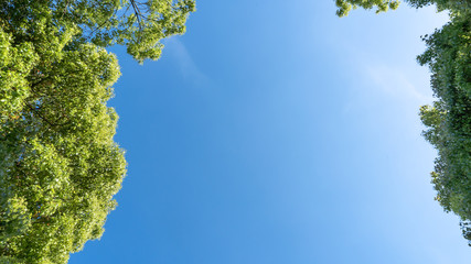 Obraz premium 新緑・青空