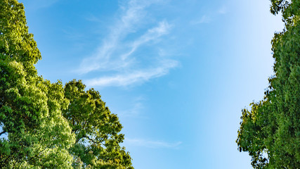 新緑・青空