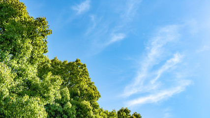 Obraz premium 新緑・青空