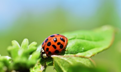 Asiatischer Marienkäfer (Harmonia axyridis)