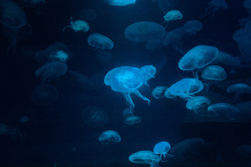 mystic jellyfish