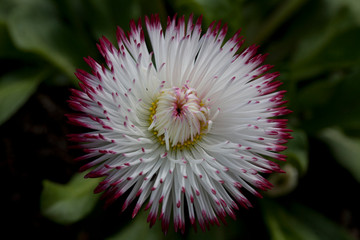 Bellis Perennis 'Pomponette' Bicolour
