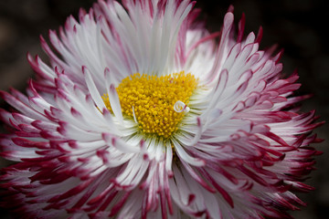 Bellis Perennis 'Pomponette' bicolour © Graham Hare