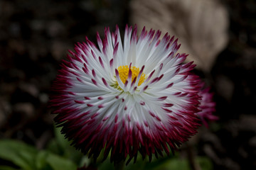 Bellis Perennis 'Pomponette' bicolour © Graham Hare