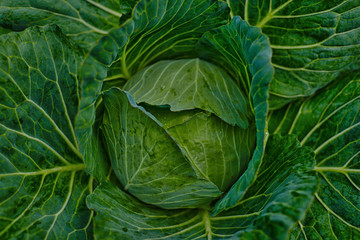Fototapeta na wymiar Fresh cabbage from farm field. View of green cabbages plants. Vegetarian food concept. Soft focus of big cabbage in the garden. Fresh green cabbage maturing heads growing in vegetable farm.