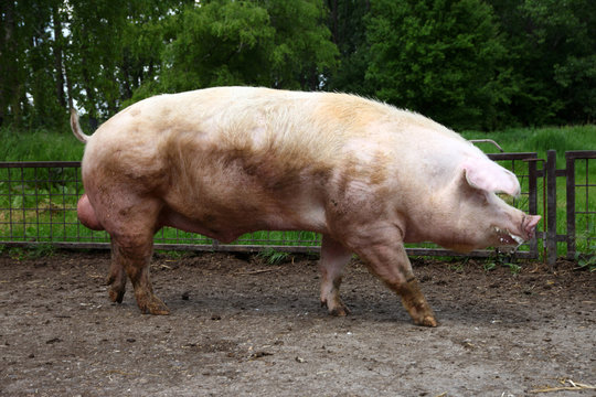 Closeup of mighty domesticated male buck pig against green natural background outdoors