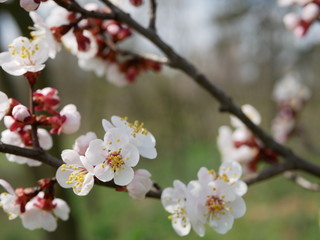 Fototapeta na wymiar blooming cherry branch in spring on a blurry background