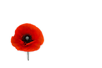 Flower red poppies (Papaver rhoeas, common names: corn poppy, corn rose, field poppy, red weed) on...