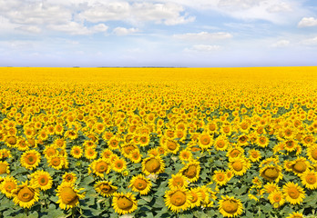 Field of blossoming sunflowers and blue sky with a clouds