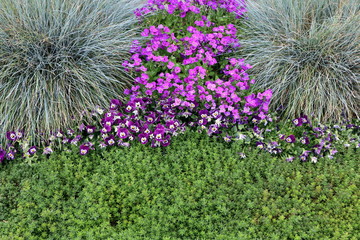 Moderner Garten in Grün und Lila, pflegeleichte Gartengestaltung mit Gräsern, Sukkulenten,...
