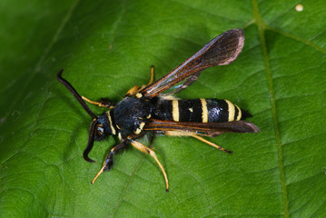 Paranthrene tabaniformis (ROTTEMBURG, 1775) - Kleiner Pappel-Glasflügler DE, NRW, Leverkusen-Opladen 10.06.2012