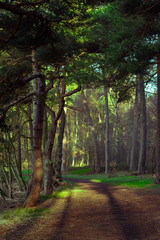 Sonnenstrahlen scheinen durch große Bäume auf einen schönen Waldweg