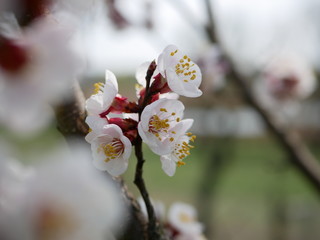 blooming cherry branch in spring on a blurry background