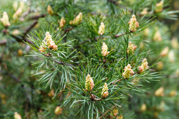 young FIR cones