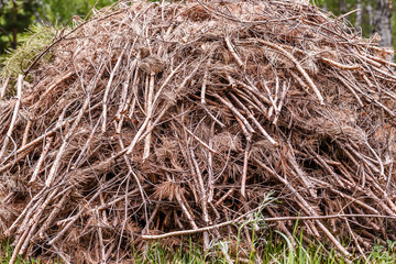 dry FIR branches