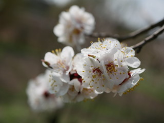 blooming cherry branch in spring on a blurry background