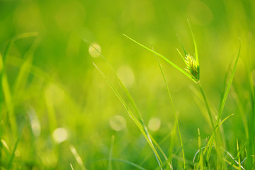 Green grass lawn with sunlight in morning day, soft focus background.