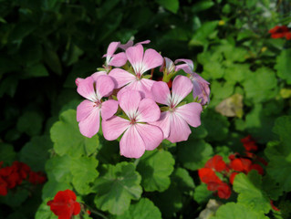 Naklejka premium closeup of pink geranium (Pelargonium) with green leaves and red flowers geranium background