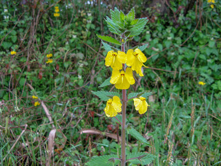An elephant flower (Rhynchocorys elephas) is a wild yellow flower