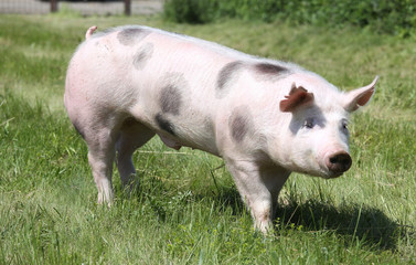Side view photo of a pietrian young pig on the meadow