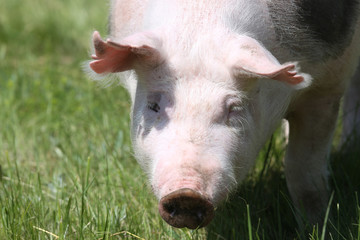 Front view head shot of a young pietrain breed pig on natural environment
