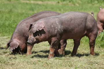 Closeup of a young duroc pigs on the meadow