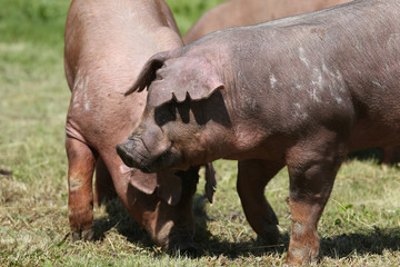 Fototapeta premium Young duroc pig herd grazing on farm field summertime