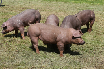 Duroc breed pigs at animal farm on pasture
