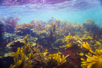 Naklejka na ściany i meble Colorful kelp vegetaion in cold nordic water.