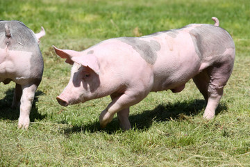 Piglet walking through on pasture summertime