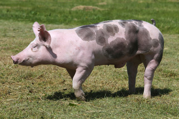 Side view closeup of a duroc breed pig on animal farm