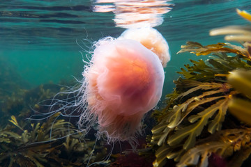 Jellyfish in colorful kelp vegetaion in cold nordic water. © Snorre