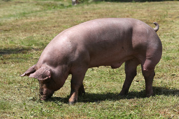 Domestic female pig grazing on animal farm summertime