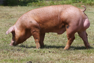 Beautiful young domestic pig breeding on animal farm