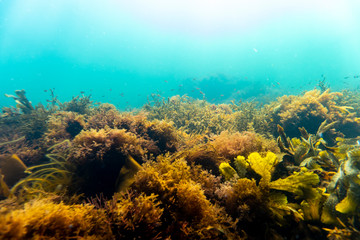 Fototapeta na wymiar Colorful kelp vegetaion in cold nordic water.