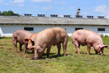 Domestic pigs grazing on animal farm summertime