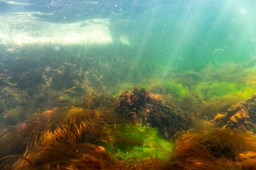 Colorful kelp vegetaion in cold nordic water. - obrazy, fototapety, plakaty