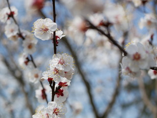 blooming cherry branch in spring on a blurry background