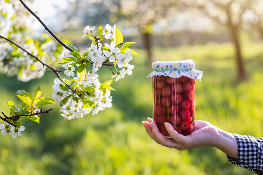 Woman Holding Homemade Preserved Cherry Fruit In Blooming Orchard