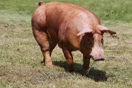 Pig farming raising breeding in animal farm rural scene