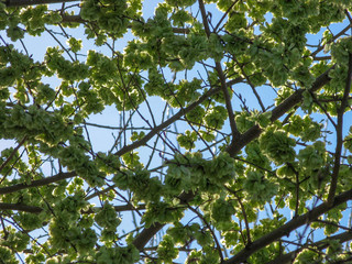 Elm tree seeds on a tree branch in the spring with a blue sky, shoots and green seeds background