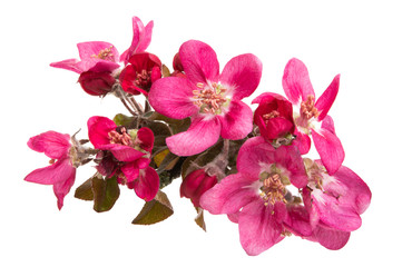 red apple tree flowers isolated