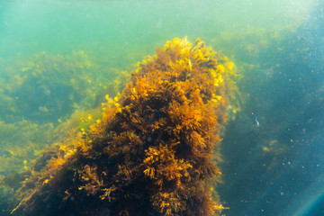 Colorful kelp vegetaion in cold nordic water.