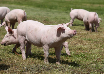 Fototapeta na wymiar Domestic pigs on the meadow on animal farm