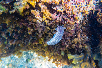 Blue and grey nudibranch eating kelp on a rock in the nordic icecold ocean.