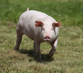 Little pink growing piglet grazing on rural pig farm