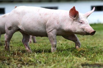 Side view portrait of a young piglet on meadow